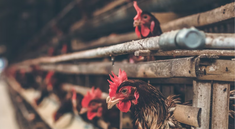 Chickens sticking their heads out of cages.